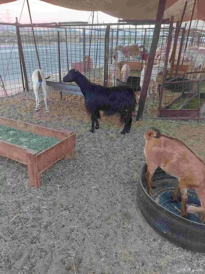 جفره ثنيه وعنز للبيع 2