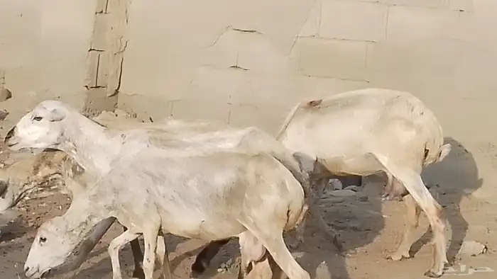 ضان رفيديات قرايب مقاني 3