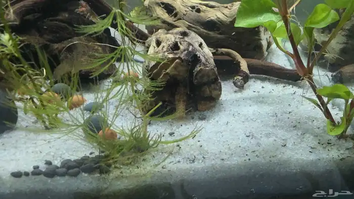 حوض سمك 50 سم بمشتملاته بالاسماك 6