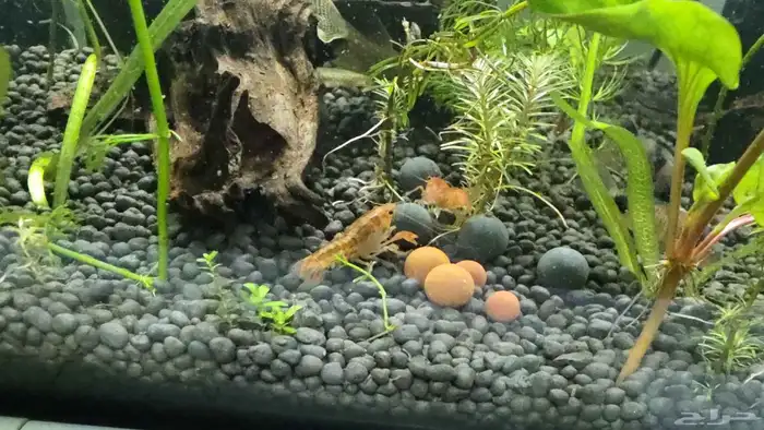 حوض سمك 50 سم بمشتملاته بالاسماك 4