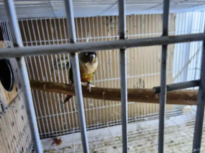 جوز كنيور منتج 2