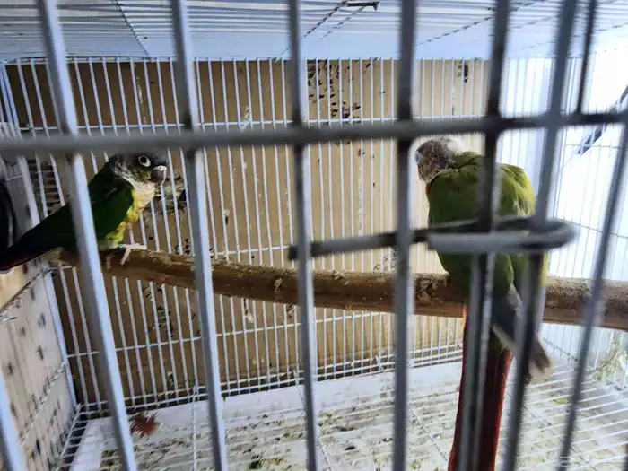 جوز كنيور منتج 0