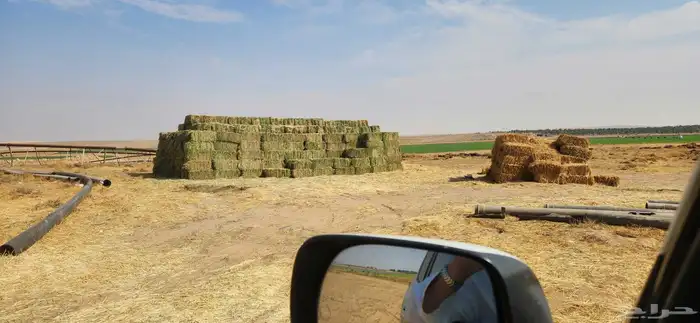 برسيم اعلاف 1