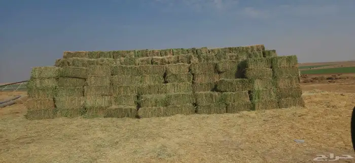 برسيم اعلاف 0