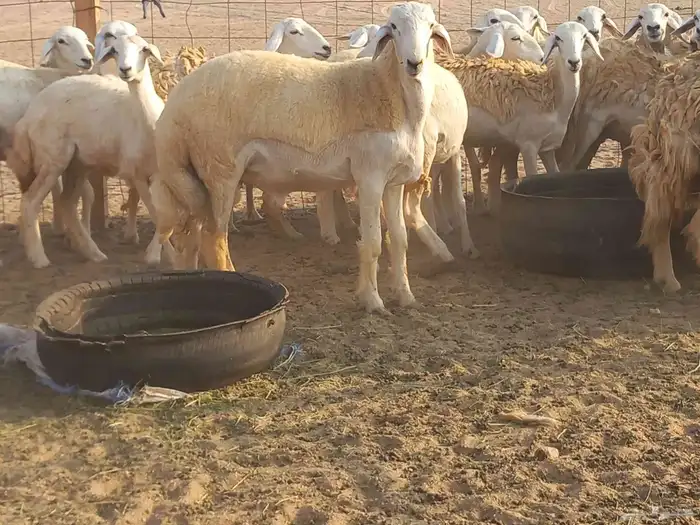 رخال حريات حرش دفيع ومضاريع عددها 49 معاها فحلين 4