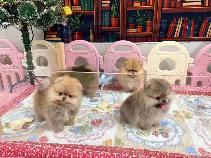 جراوي بومرينين تيدي مستويات حلوة 3