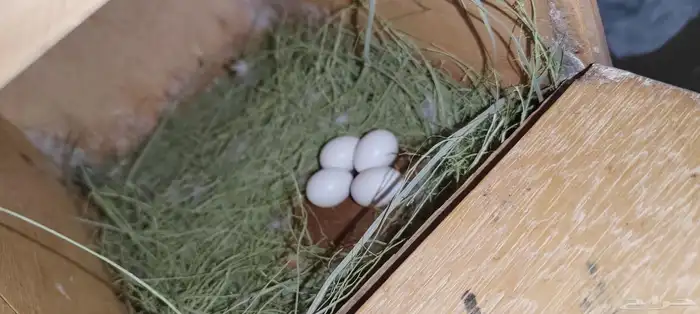 جوز روز مع البيض 3