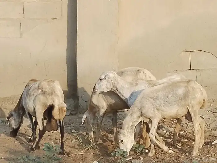 ضان رفيديات قرايب مقاني 8