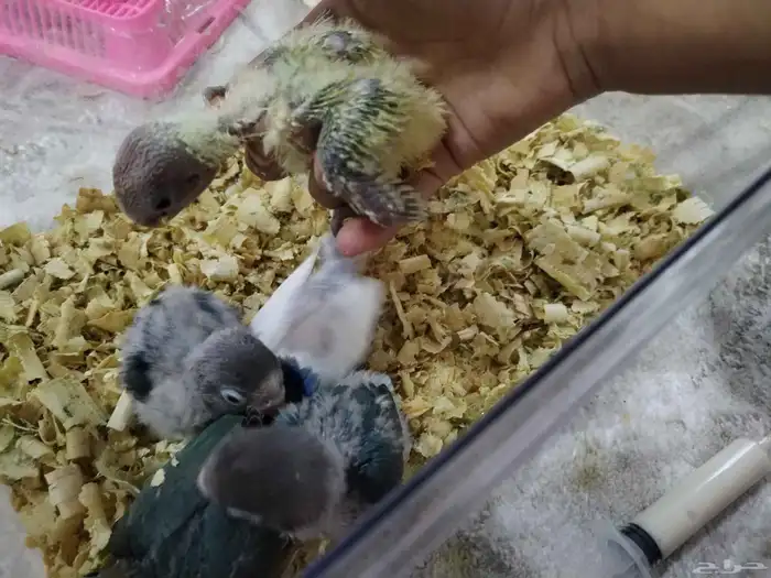 فروخ روز وفيشر 14