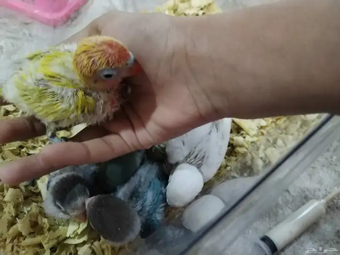 فروخ روز وفيشر 13