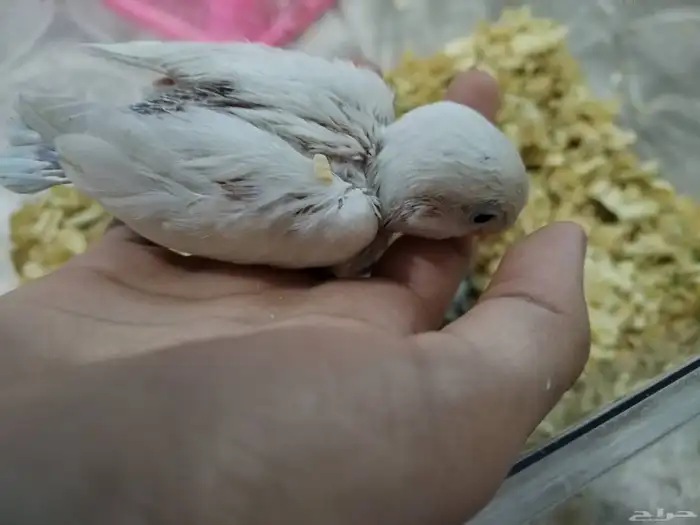 فروخ روز وفيشر 7