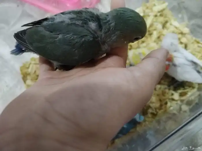 فروخ روز وفيشر 8