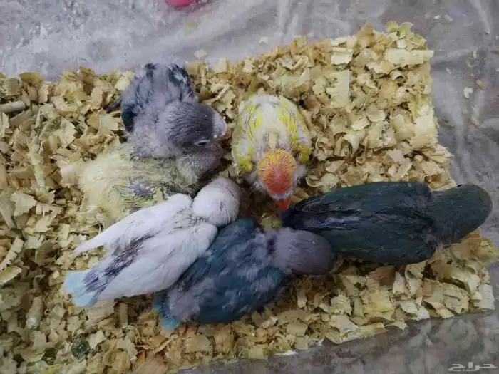 فروخ روز وفيشر 0