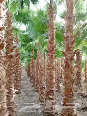 يوجد لدينا نخيل وشنطونيا امركي زينه البيوت والشوارع درجه اول 1