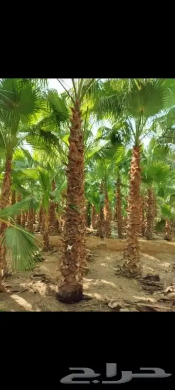 يوجد لدينا نخيل وشنطونيا امركي زينه البيوت والشوارع درجه اول 6