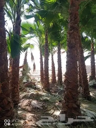 يوجد لدينا نخيل وشنطونيا امركي زينه البيوت والشوارع درجه اول 5