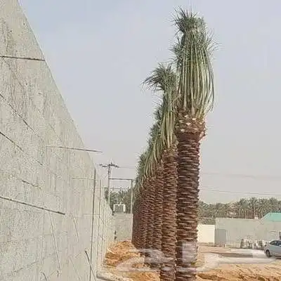 يتوفر لدينا جميع انواع النخل للبيع للتواصل ج index