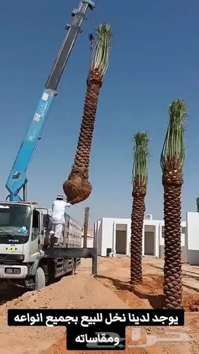 يتوفر لدينا جميع انواع النخل للبيع للتواصل ج index