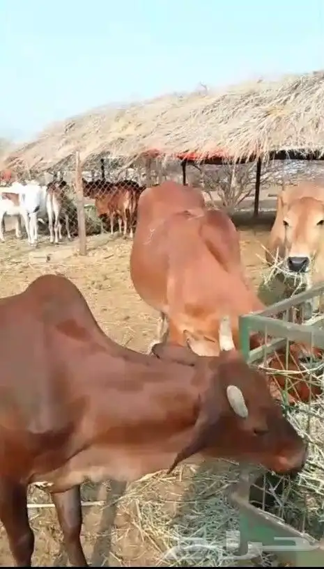 بقره للبيع 19 1