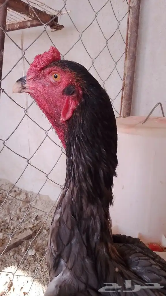 زوج دجاج سندي بيور 2