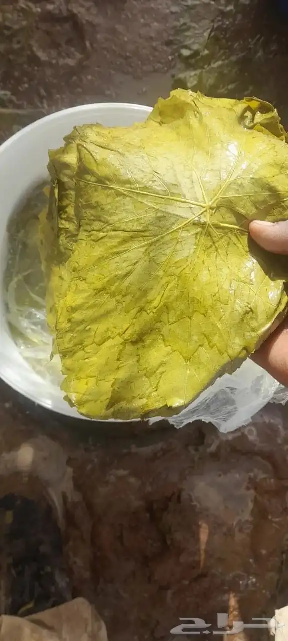 ورق عنب سطل 1
