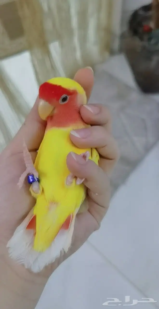 ببغاء الروز أليف جدأ لعوب 7
