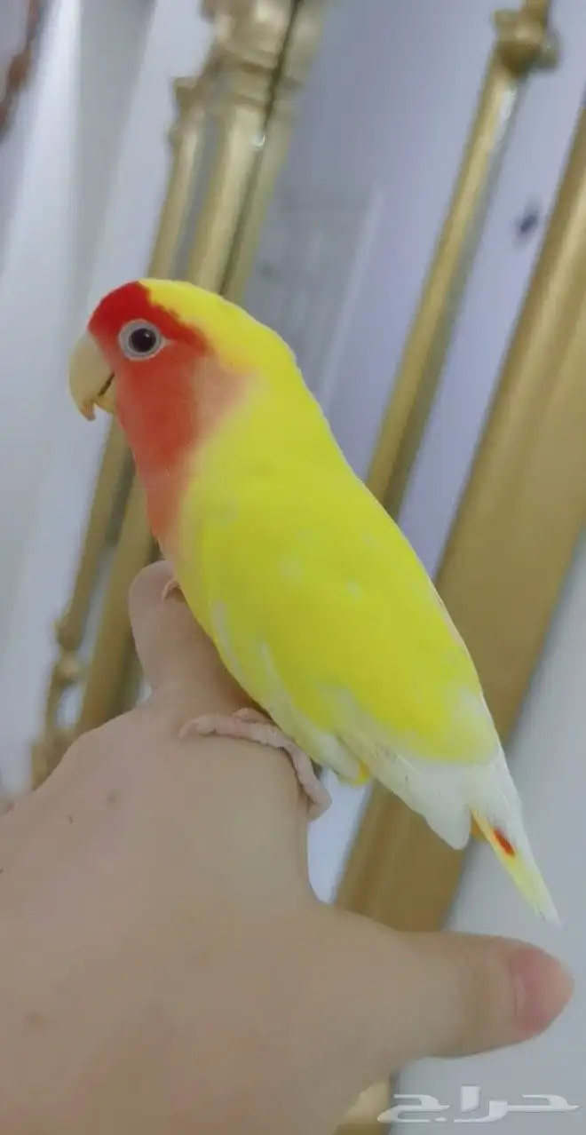 ببغاء الروز أليف جدأ لعوب 5