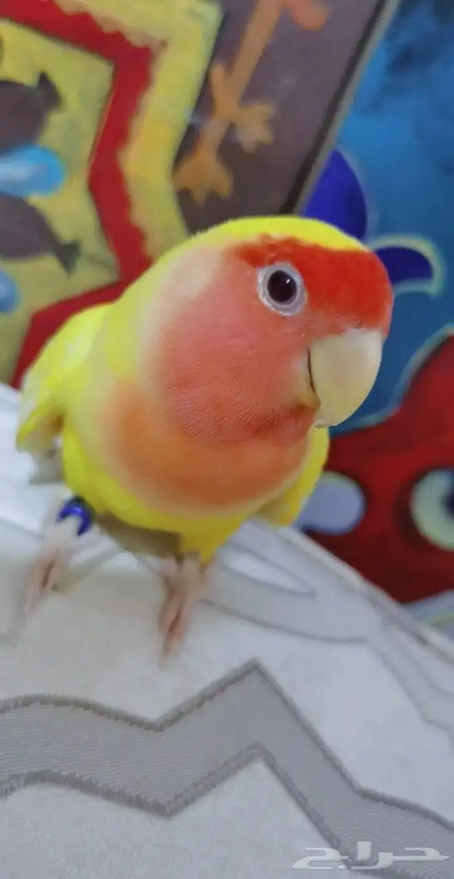 ببغاء الروز أليف جدأ لعوب 3