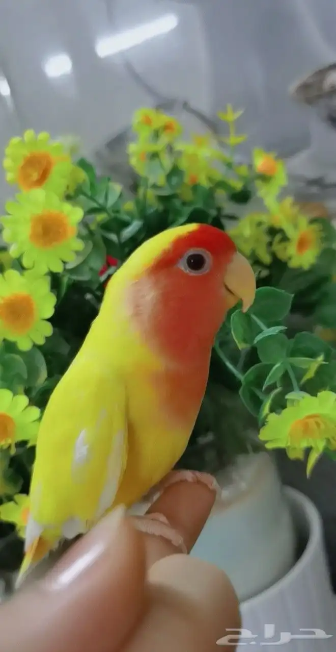ببغاء الروز أليف جدأ لعوب 0