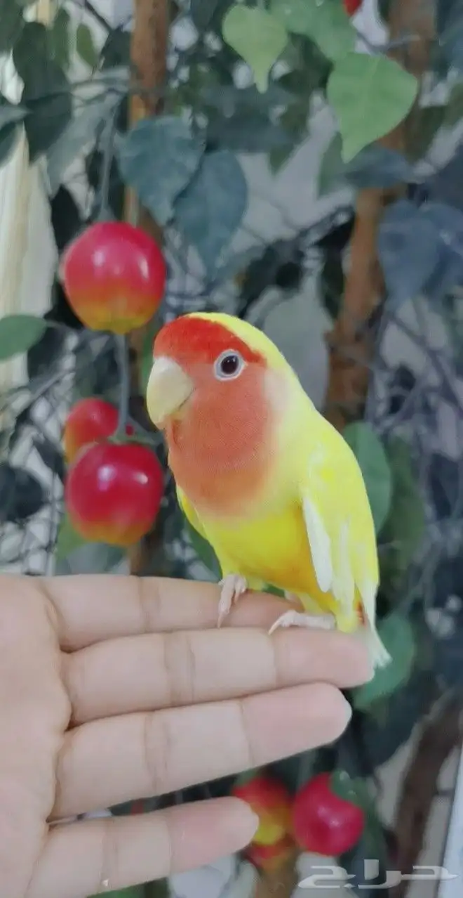 ببغاء الروز أليف جدأ لعوب 6
