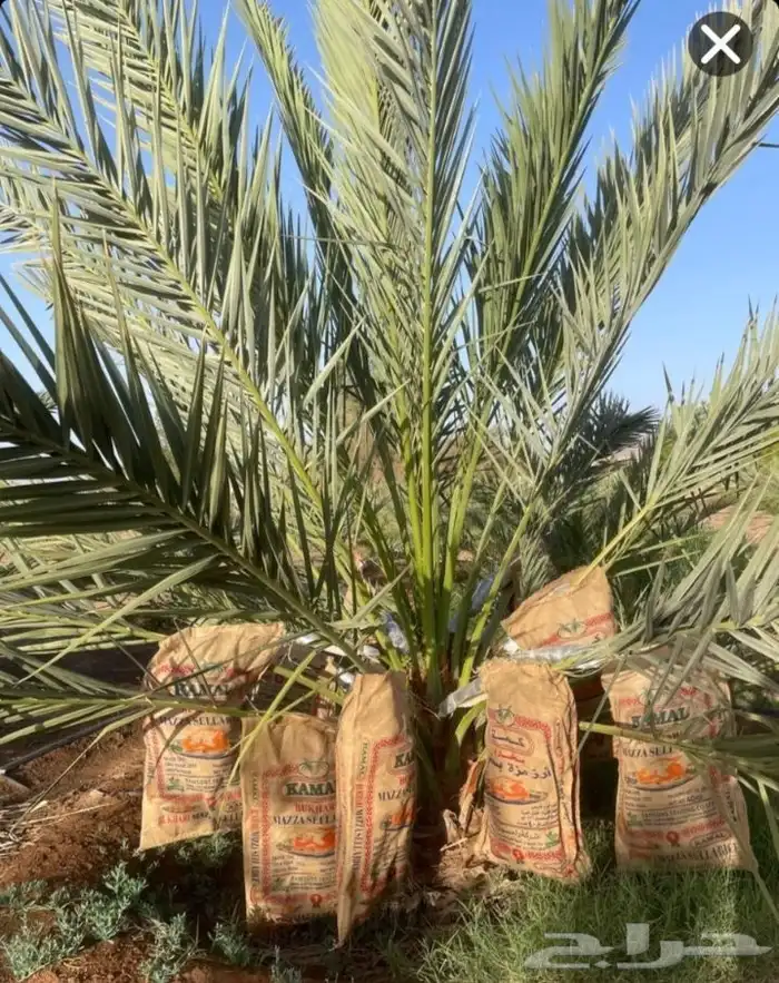 خيش رز للبيع بسعر مناسب قبل الموسم فرصه 2