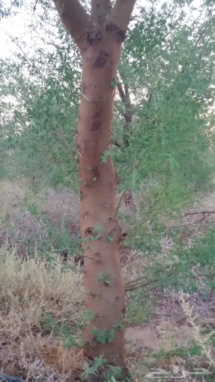 يوجد لدينا أشجار اكسيا مفطم جاهز للبيع وا سدر مفطم واحمضيات 1