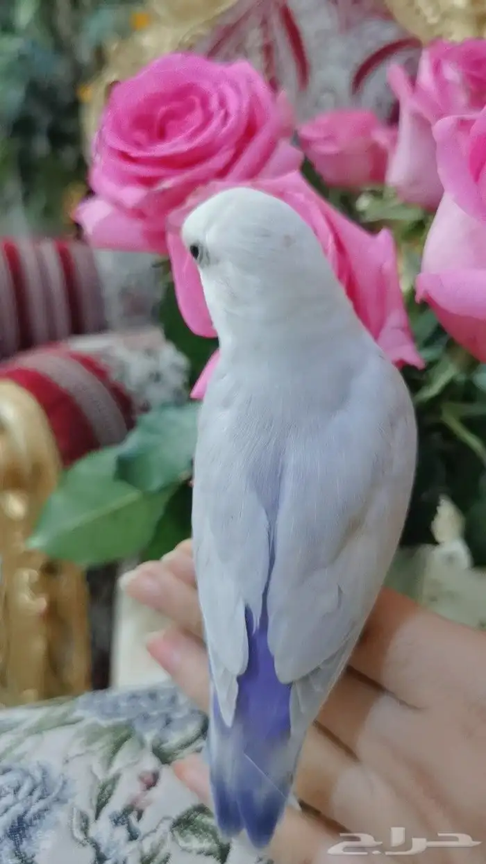 ببغاء الروز أليف جدا لعووب 8
