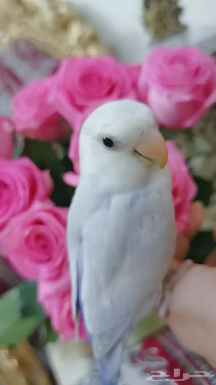 ببغاء الروز أليف جدا لعووب 0
