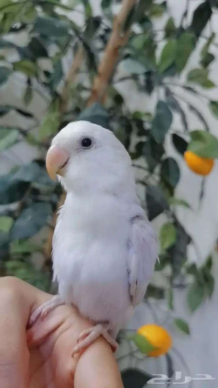 ببغاء الروز أليف جدا لعووب 7