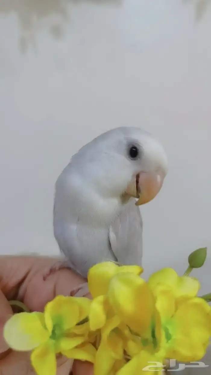 ببغاء الروز أليف جدا لعووب 9