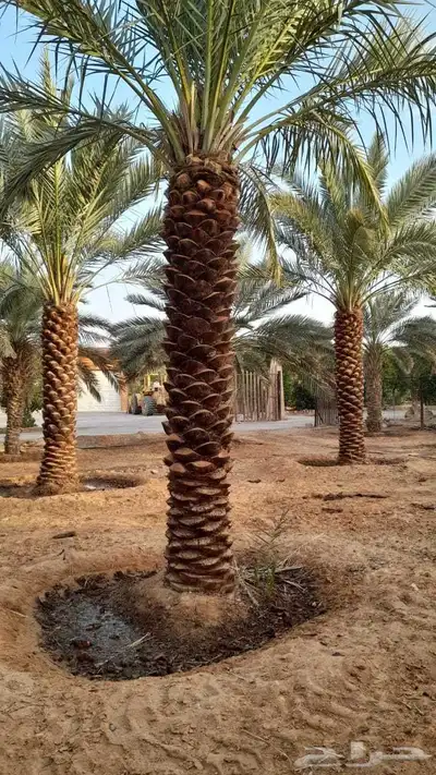 نخل مثمر نقايل فسايل صقعي اخلاص سكري روثان برحي مجدول عجوه index