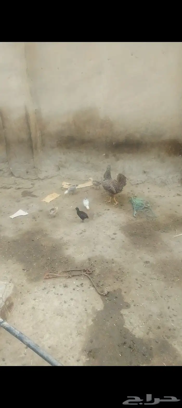 دجاج بلدي للبيع كلها 8
