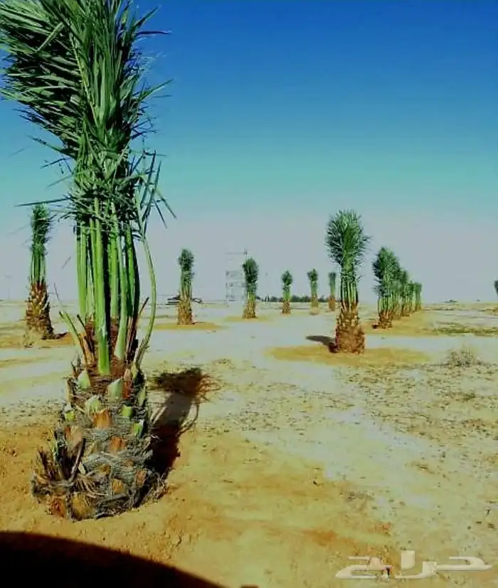 نخل مثمر نقايل جثايث واشنطني اخلاص سكري برحي صقعي شيشي هلالي 7