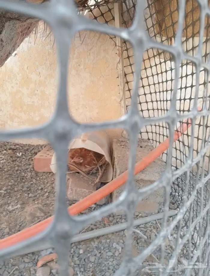 ديك ودجاجة للبيع 0