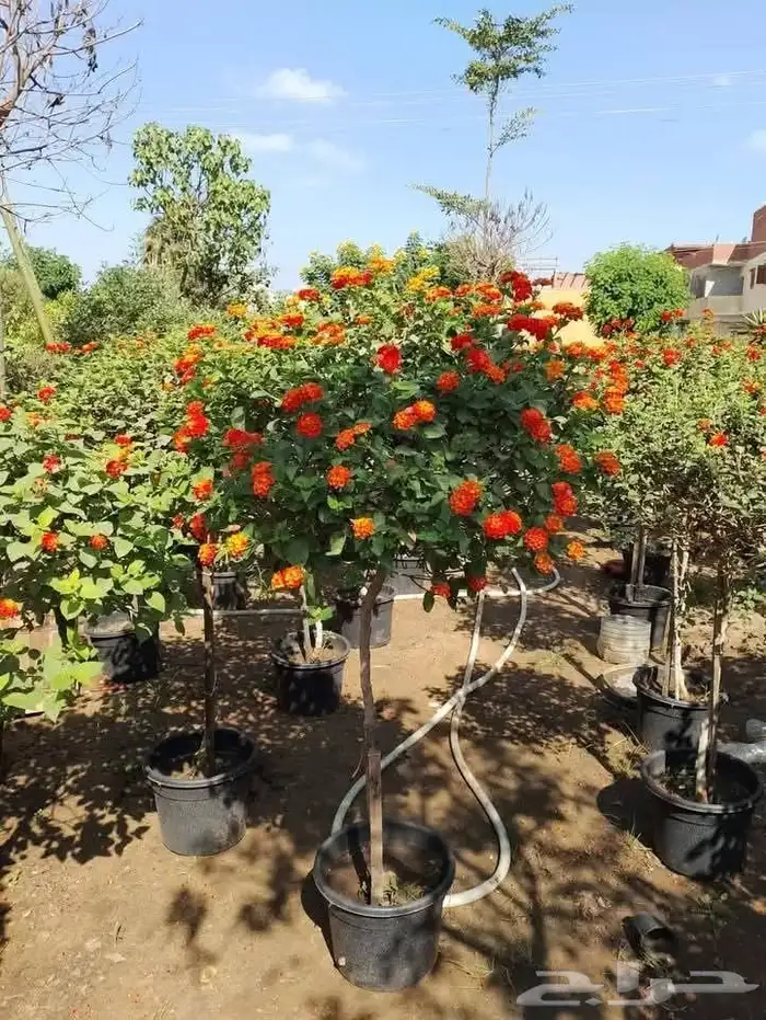 مزارع وعماله 6