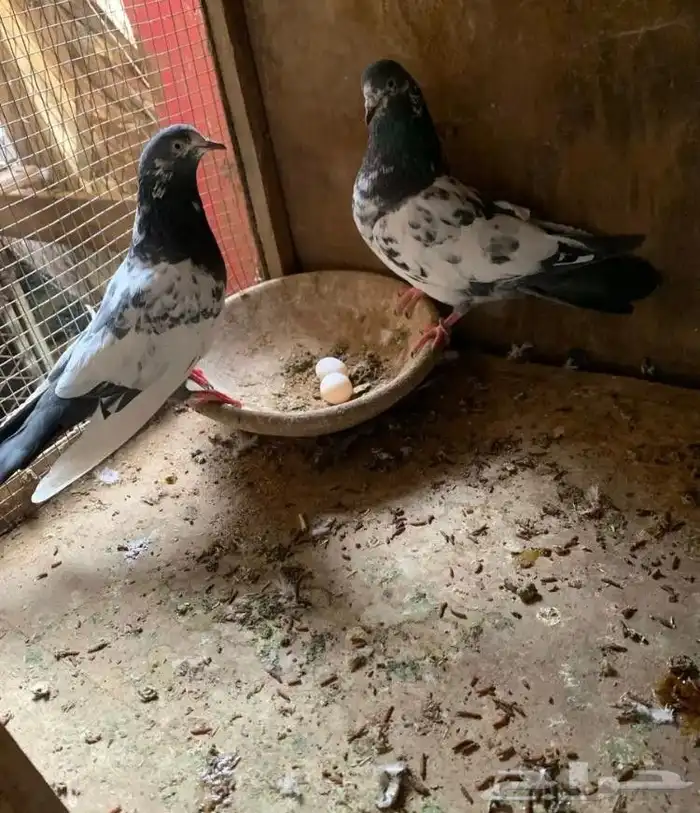 حمام باكستاني للبيع 5