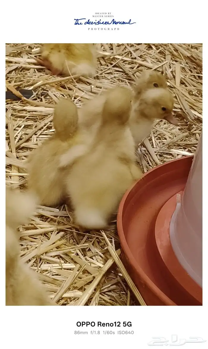 بط بكينى للبيع 3