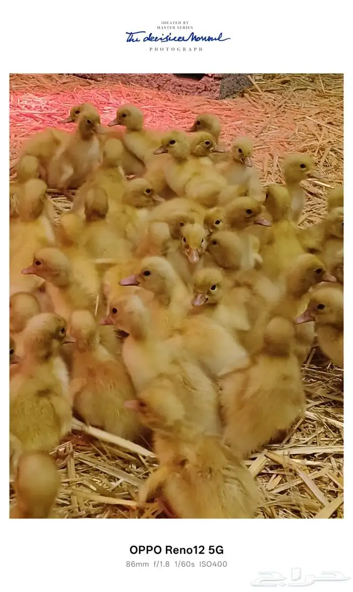 بط بكينى للبيع 1