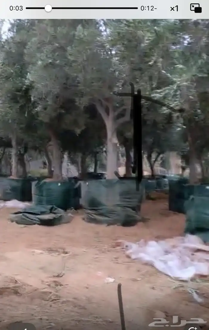 زيتون نيبالي. مثمر مفطم مراكن 6