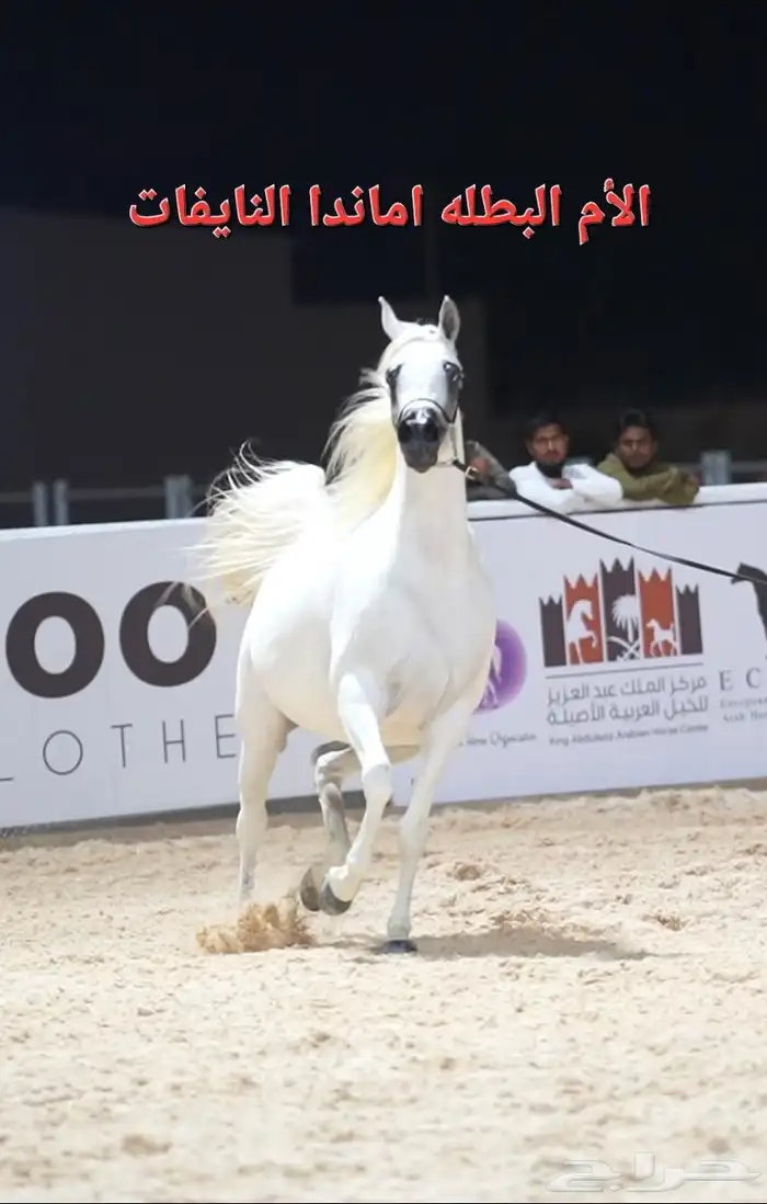 مهر واهو فاخر للبيع 6