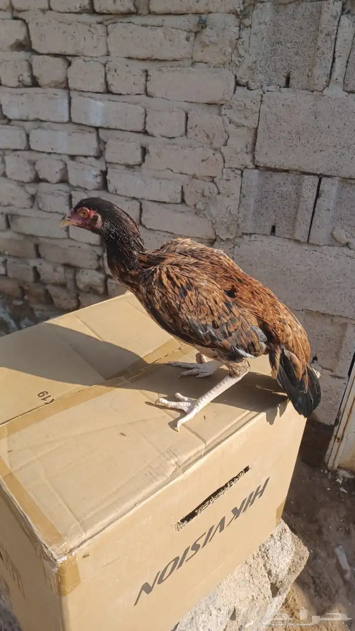 للبيع دجاج باكستاني 1