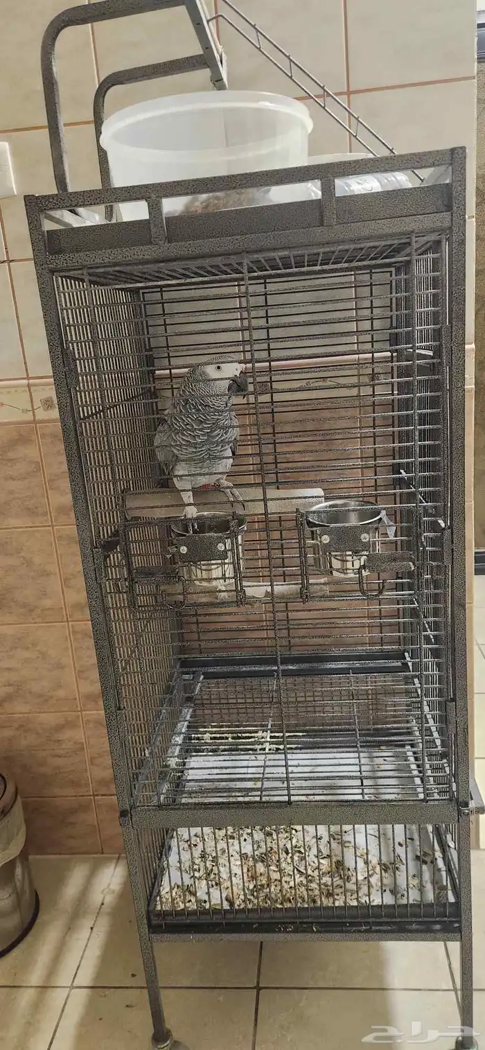 ببغاء كاسكو 4