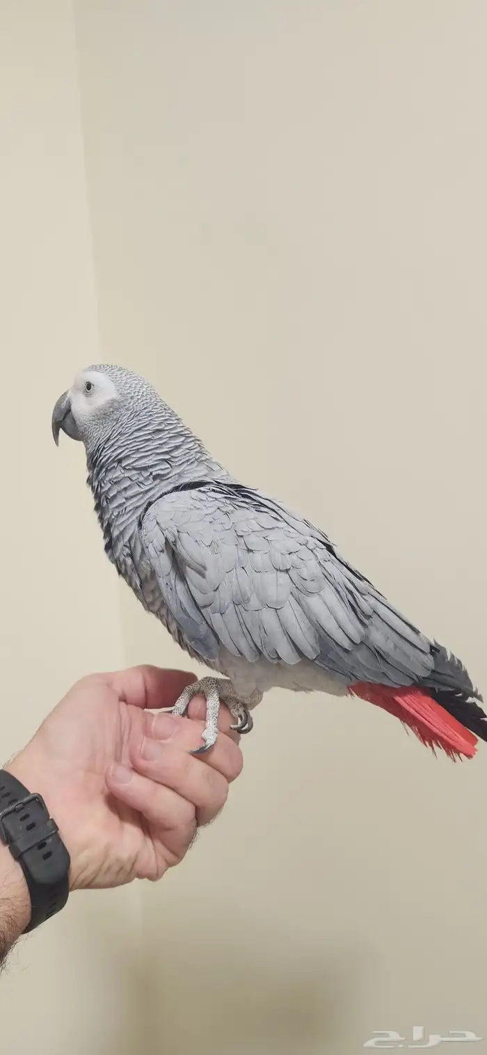 ببغاء كاسكو 1