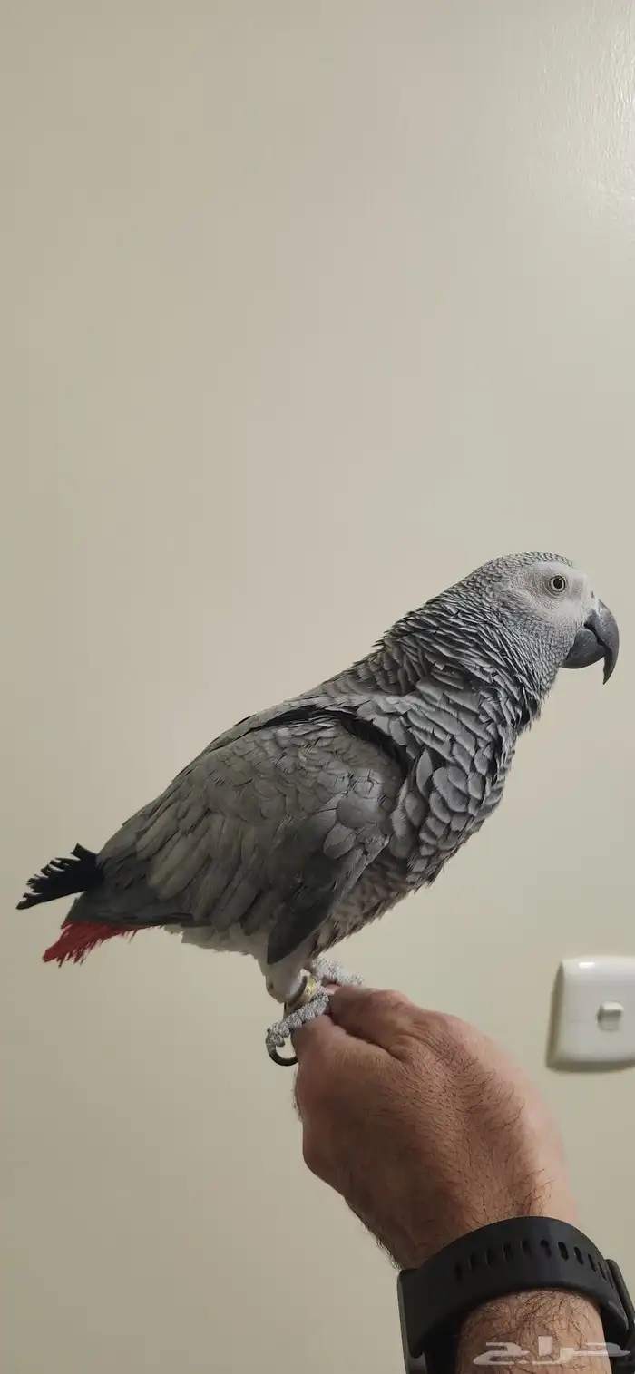 ببغاء كاسكو 2